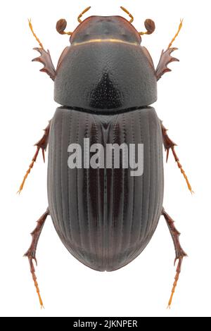 Dung beetle species Aphodius rufus or Bodilopsis rufa. Stock Photo