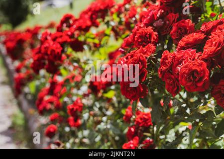 A selective focus shot of red roses blooming in the garden on a beautiful sunny day with blurred background Stock Photo