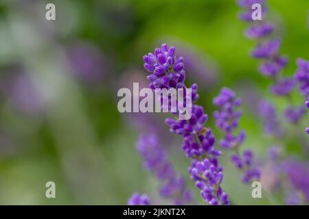 Close-up of buds of blue lavender Stock Photo - Alamy