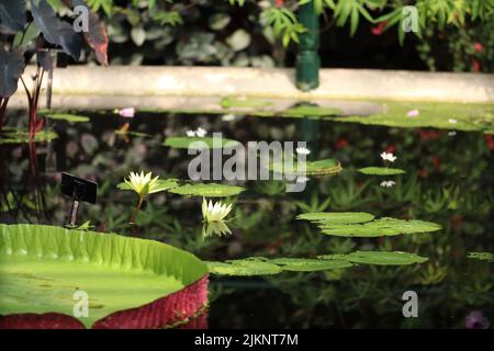 A closeup of Victoria amazonica leaves on the pond in the botanical garden. Stock Photo