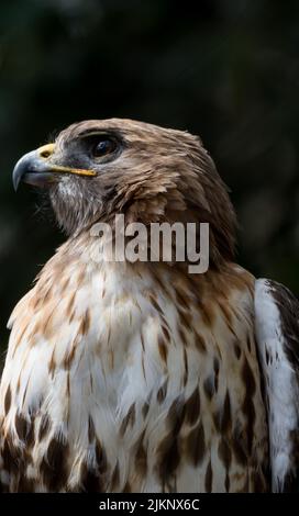 A selective focus shot of a red tailed Hawk sitting on a tree Stock Photo