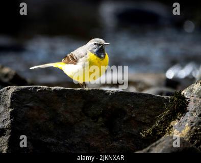 A closeup shot of a yellow gray wagtail bird perched on a stone Stock Photo