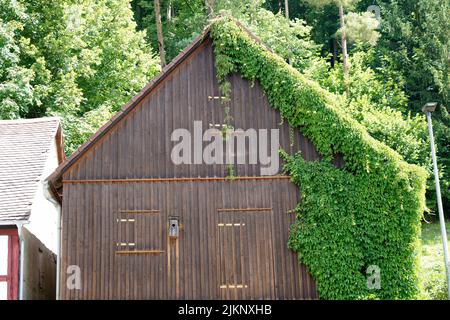 A wooden rural house with growing green ivy on a farm Stock Photo