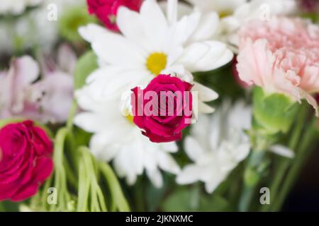 A closeup photo of beautiful dark pink roses and white daisies in nature Stock Photo