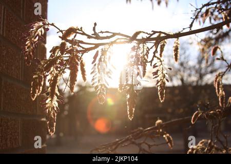 A selective focus of a birch branch at sunset on Texas Tech Campus, Lubbock, USA Stock Photo