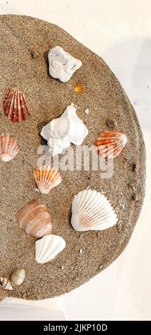 A top view shot of different types of seashells on a sandy surface Stock Photo