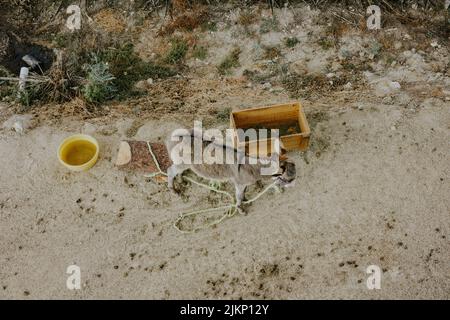 An aerial top shot of a donkey attached to a piece of wood with a rope on the sandy ground Stock Photo