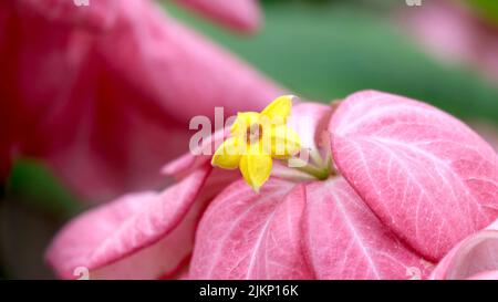 A macro view of a pink Mussaenda Philippine with a yellow small flower Stock Photo