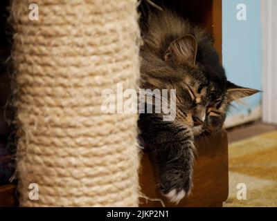 A closeup of a sleeping fluffy kitten on the bed Stock Photo