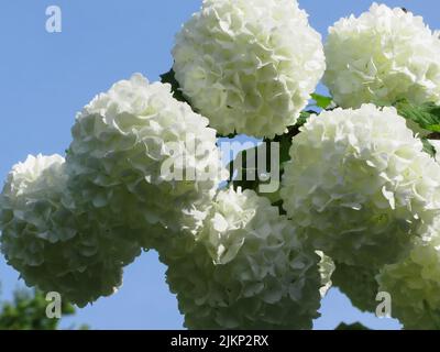 Balls of white hydrangea flowers against the blue sky Stock Photo