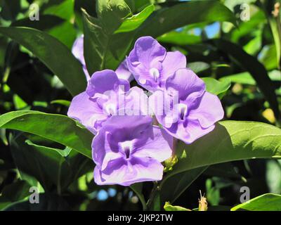 A closeup shot of brunfelsia latifolia flowers blooming in the garden in bright sunlight with blurred background Stock Photo