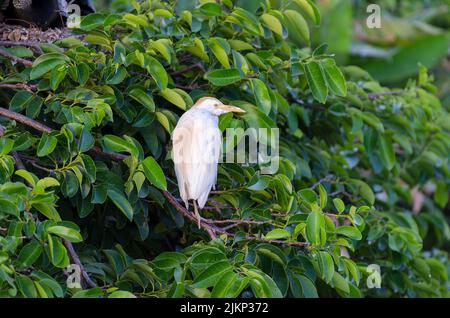 A beautiful shot of an egret perched on a tree branch on a sunny day Stock Photo