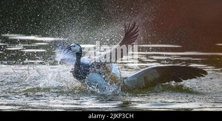 A Nile goose (Egyptian goose) fighting a nun goose in Basel, Switzerland Stock Photo