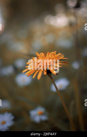 A shallow focus shot of a common dandelion in the garden on a sunny day with daises in the blurred background Stock Photo