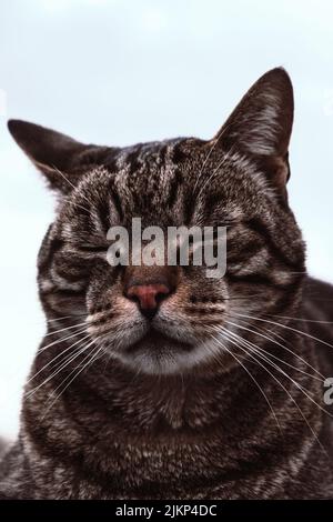 A closeup of a tabby cat sleeping on a light blue background Stock Photo