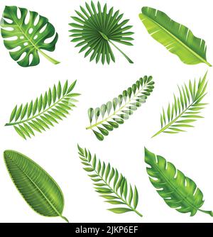 Collection of green decorative elements in realistic style showing different shapes of tropical palm tree branches on white background isolated vector Stock Vector