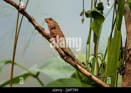 A close-up of gorgeous gecko on tree branch Stock Photo