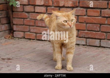 A closeup of a cute cat in a garden on a sunny day Stock Photo