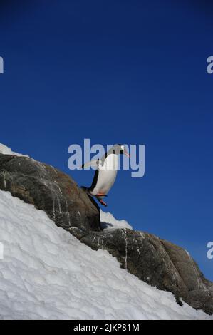 A beautiful shot of a gentoo penguin walking on rocks on snowy cliff against blue sky on a sunny winter day in Antarctica Stock Photo