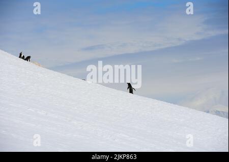 A beautiful shot of gentoo penguin walking uphill in snow trying to join its small colony on a sunny winter day in Antarctica Stock Photo