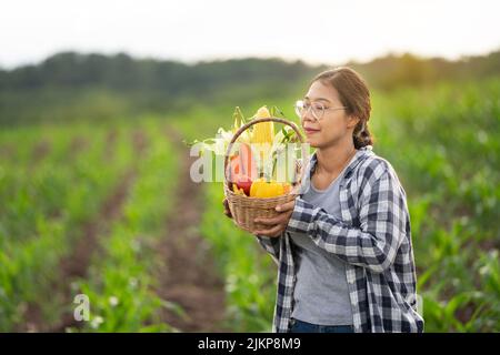 Beautiful young brunette Portrait Famer Woman hand holding Vegetables in the bamboo basket on green Farming Plant at sunset background ,Organic fresh Stock Photo