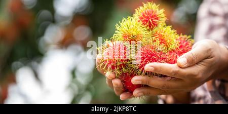 Asia Woman farmer Rambutan Farmer, female farmer holding pile of rambutan from organic farming Green garden, organic farming  farmer working concept Stock Photo