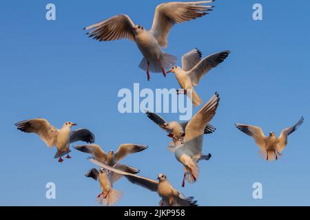 The Black-headed Gull (Chroicocephalus ridibundus) flying in the port of Barcelona, Spain, selective focus. Stock Photo