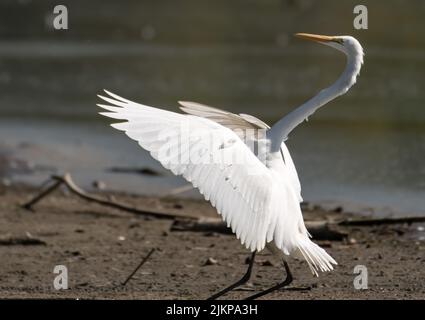 A selective focus shot of Great White Egret near a lake in Eagle Creek Park, Indianapolis Stock Photo