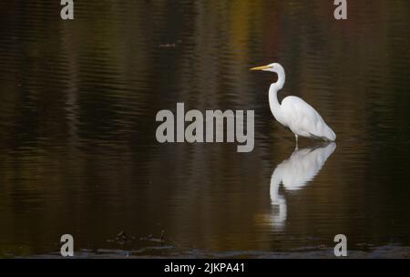 A selective focus shot of Great White Egret in a lake in Eagle Creek Park, Indianapolis Stock Photo