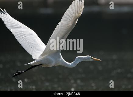 A selective focus shot of Great White Egret flying across a lake in Eagle Creek Park, Indianapolis Stock Photo