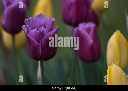 Beautiful flower garden in Virginia Water Park in Surrey, UK Stock ...