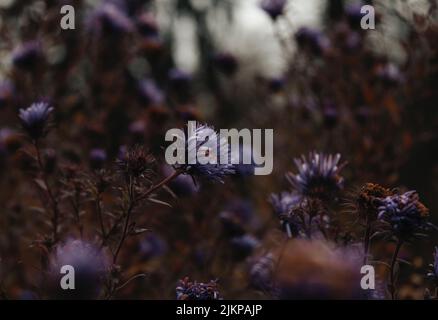 A closeup of tender purple sheep's-bit(Jasione montana) flowers in a field in their full bloom Stock Photo