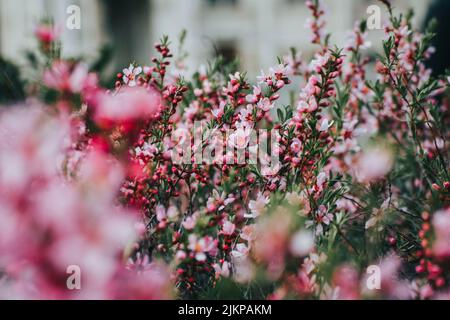 A closeup of dwarf Russian almond (Prunus tenella) bush with pink tender flowers in their full bloom Stock Photo