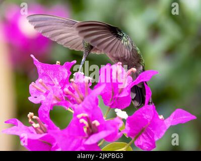 a close up shot of Antillean crested hummingbird on a pink slower. Stock Photo