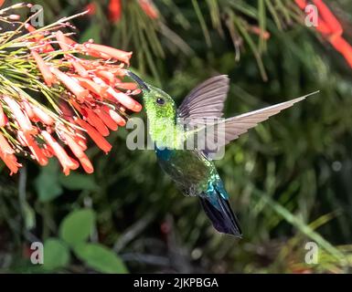 a close up shot of Antillean crested hummingbird on a flower. Stock Photo