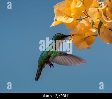 a close up shot of Antillean crested hummingbird on a yellow flower. Stock Photo