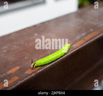 A close up shot of Melanitis leda, the common evening brown Caterpillar on a hard surface background. India Stock Photo