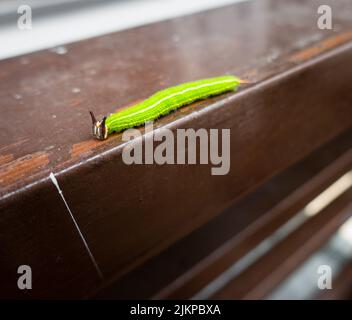 A close up shot of Melanitis leda, the common evening brown Caterpillar on a hard surface background. India Stock Photo