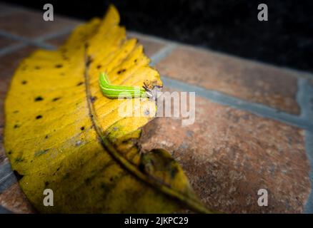 A close up shot of Melanitis leda, the common evening brown Caterpillar crawling on a leaf. India Stock Photo