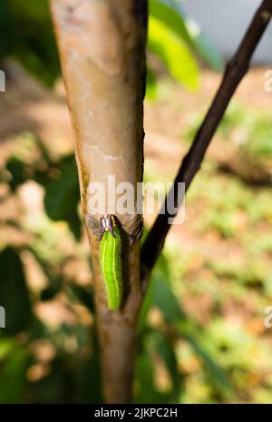 A close up shot of Melanitis leda, the common evening brown Caterpillar crawling on a tree . India Stock Photo