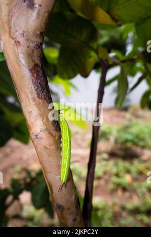 A close up shot of Melanitis leda, the common evening brown Caterpillar crawling on a tree . India Stock Photo