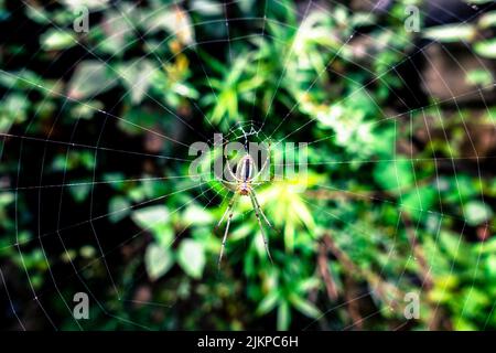 A Mabel Orchard Orb weaver Leucauge Argyra spider sitting at center of its cobb web circle in an India garden. Stock Photo