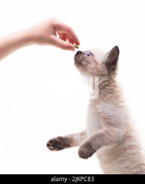 Little cute kitten jumps for the hand that holds the food. Pet feeding. High quality photo Stock Photo