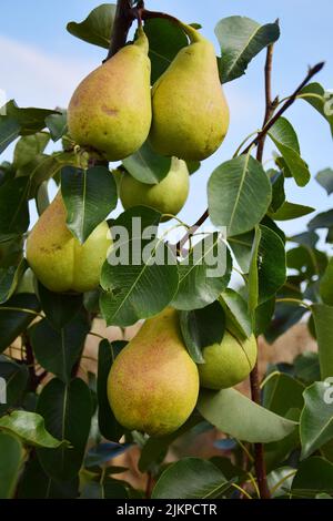 Tyranny Part landlady Pears ready for harvest on a tree branch Communis or Bella di giugno or  Mirandino Red or June Beauty Stock Photo - Alamy