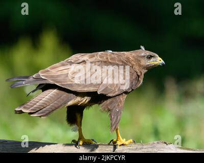 A closeup shot of a common buzzard on tree , ready to take off Stock Photo