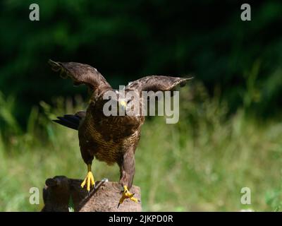 A closeup shot of a common buzzard on tree , ready to take off Stock Photo