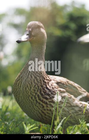Close up siedeview of female duck on flowering meadow on sunny day in summer Stock Photo