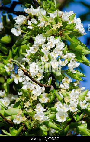 A bunch of apple blossom on an apple tree. Stock Photo