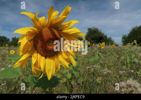 One old, big sunflower in a field in later summer Stock Photo