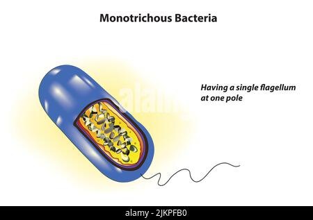 Monotrichous Bacteria anatomy (have a single flagellum) Stock Photo